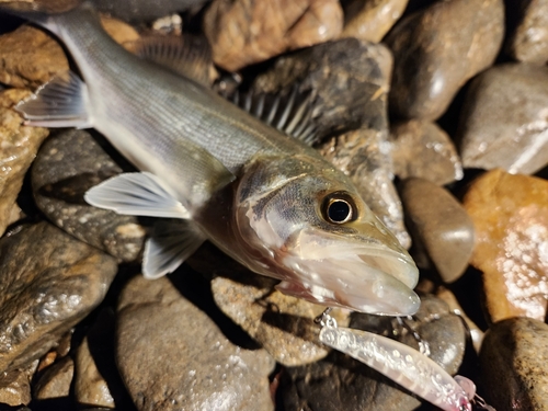 セイゴ（タイリクスズキ）の釣果