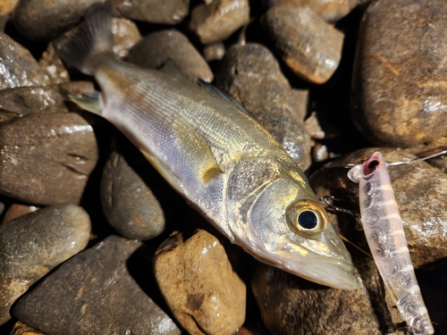 セイゴ（タイリクスズキ）の釣果