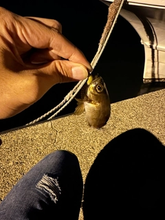 アカメバルの釣果