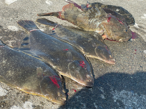 マツカワの釣果