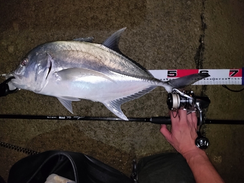 ロウニンアジの釣果