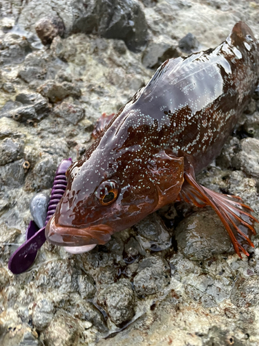 アイナメの釣果