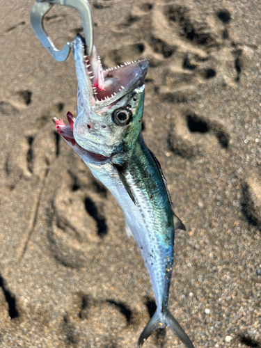 サゴシの釣果