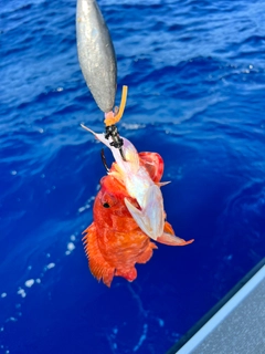 アザハタの釣果