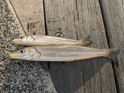 シロギスの釣果