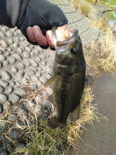 ラージマウスバスの釣果