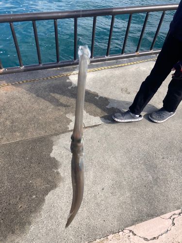 アオヤガラの釣果