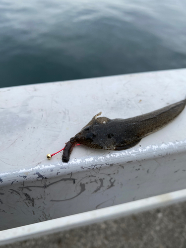 メゴチの釣果