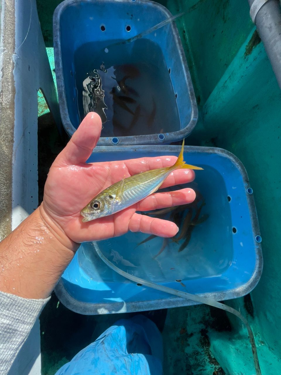 イカおやじ(ﾘﾝ⭐︎ﾀﾛｳ)さんの釣果 2枚目の画像