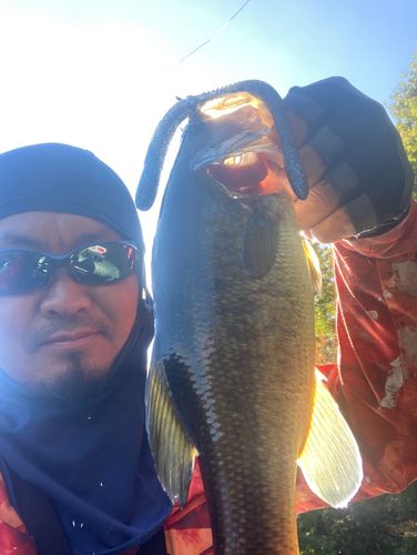 ラージマウスバスの釣果