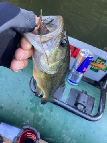 ラージマウスバスの釣果