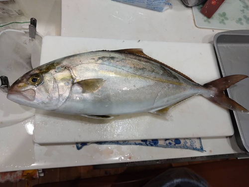 カンパチの釣果