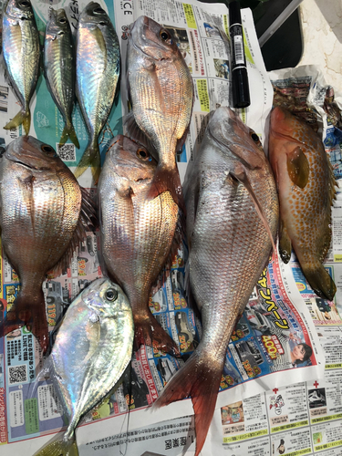 タイの釣果