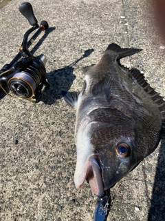 チヌの釣果