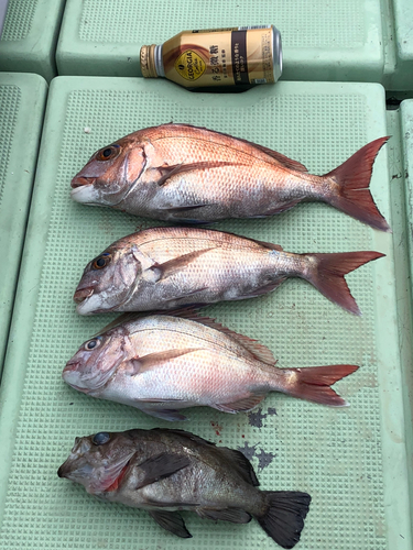 タイの釣果