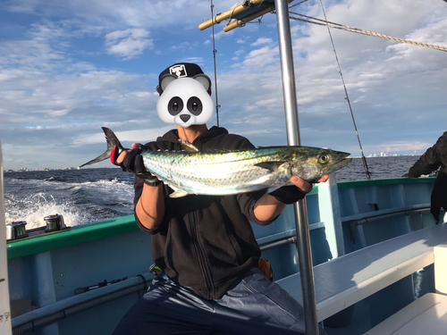 サワラの釣果