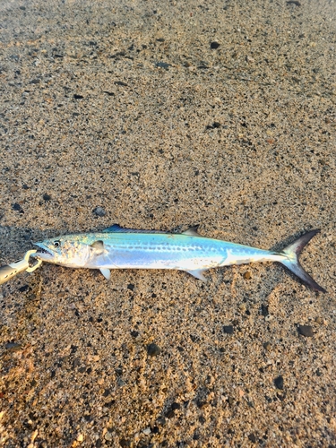 サゴシの釣果