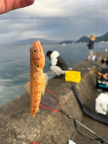 エソの釣果