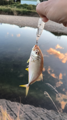 メッキの釣果