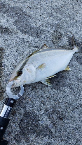 ネリゴの釣果