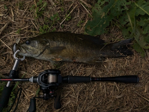 スモールマウスバスの釣果