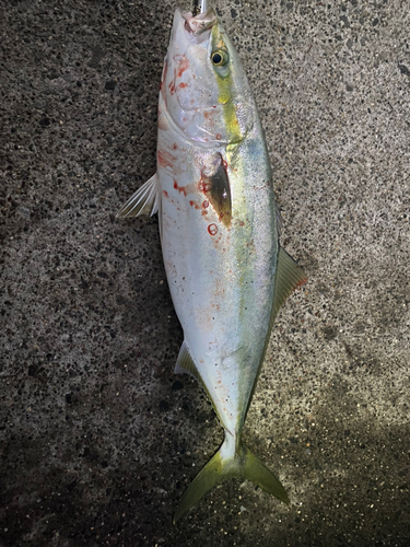 イナダの釣果