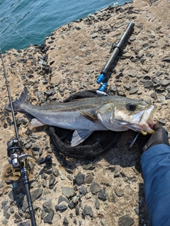 スズキの釣果