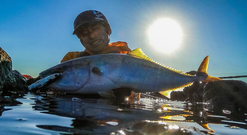 ブリの釣果