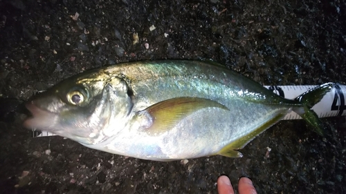 シマアジの釣果