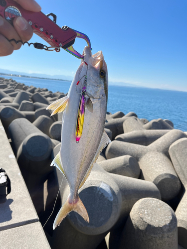 カンパチの釣果