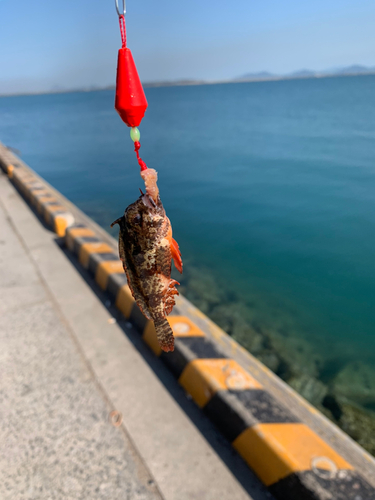 ハオコゼの釣果