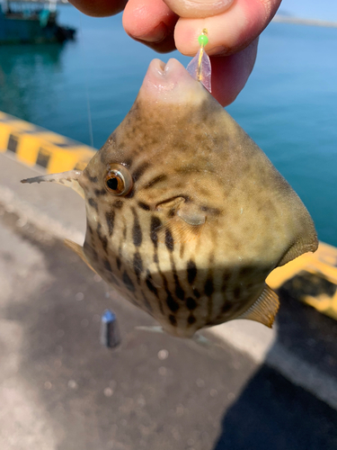 トゲカワハギの釣果