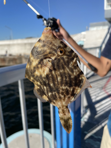 カワハギの釣果