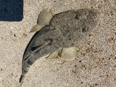 マゴチの釣果