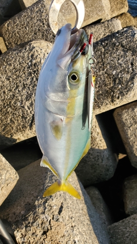 ヤズの釣果