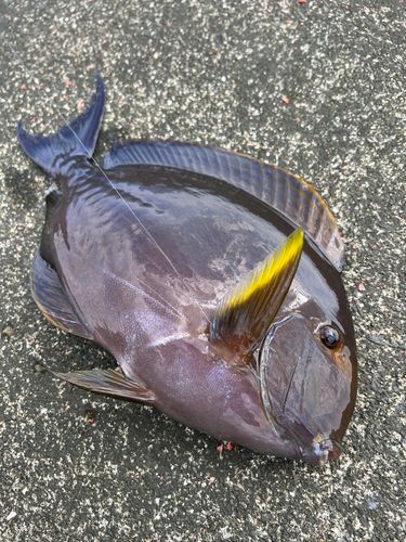 トカジャーの釣果