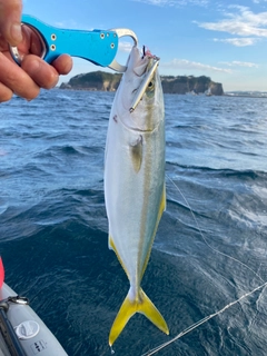 イナダの釣果