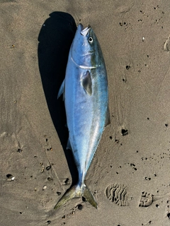 ブリの釣果