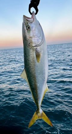 メジロの釣果