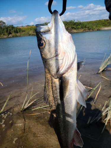 スズキの釣果