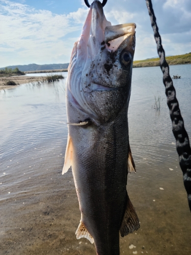 スズキの釣果