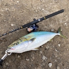 イナダの釣果