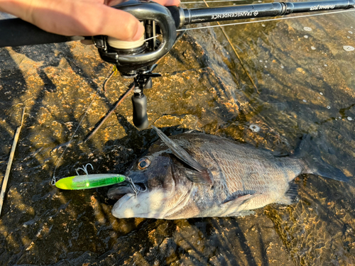 チヌの釣果