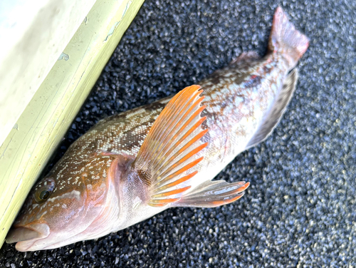 アイナメの釣果