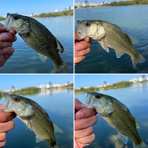 ブラックバスの釣果