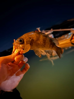 アカメバルの釣果