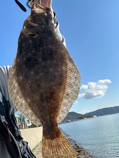 ヒラメの釣果