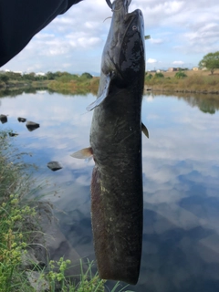 ナマズの釣果