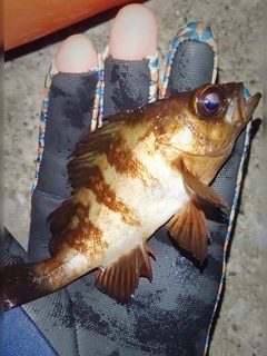 シロメバルの釣果