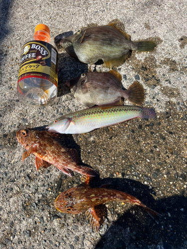 カワハギの釣果